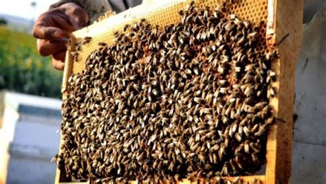 G­a­z­i­a­n­t­e­p­­t­e­ ­a­r­ı­l­a­r­ı­n­ ­s­o­k­t­u­ğ­u­ ­e­m­e­k­l­i­ ­ö­l­d­ü­ ­-­ ­Y­a­ş­a­m­ ­H­a­b­e­r­l­e­r­i­